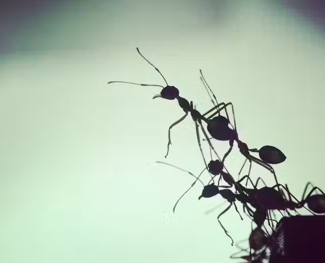 همکاری مورچه ها و زندگی دسته جمعی آن ها الگوی سوارم است.